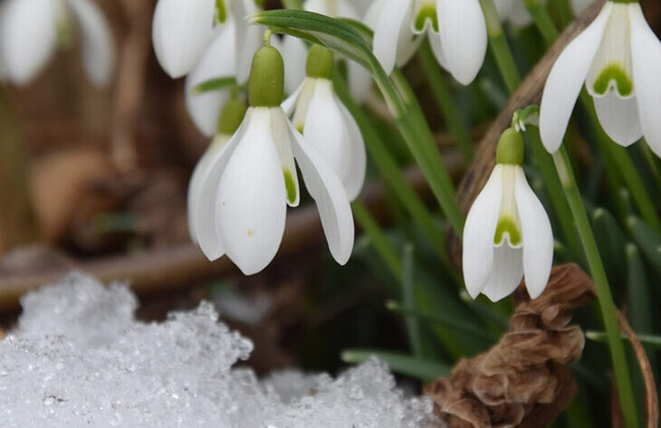 Gartenkalender Februar