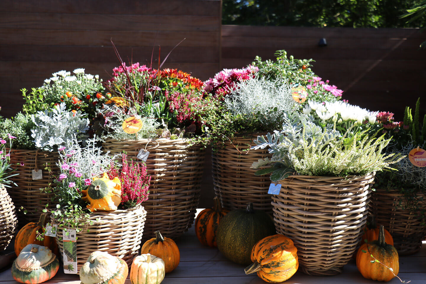 Herbstpflanzen