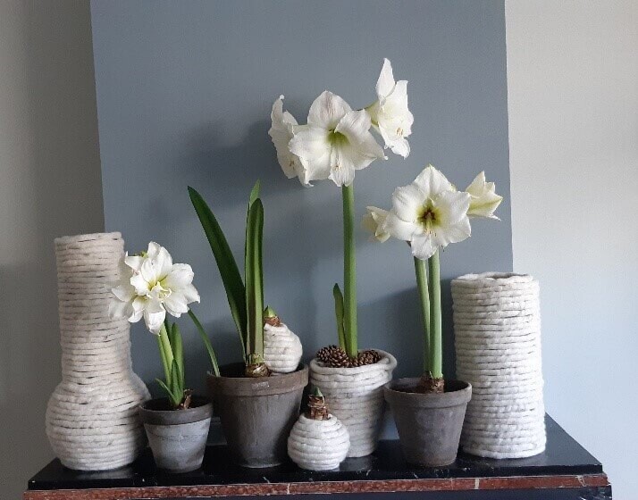 Wollamaryllis