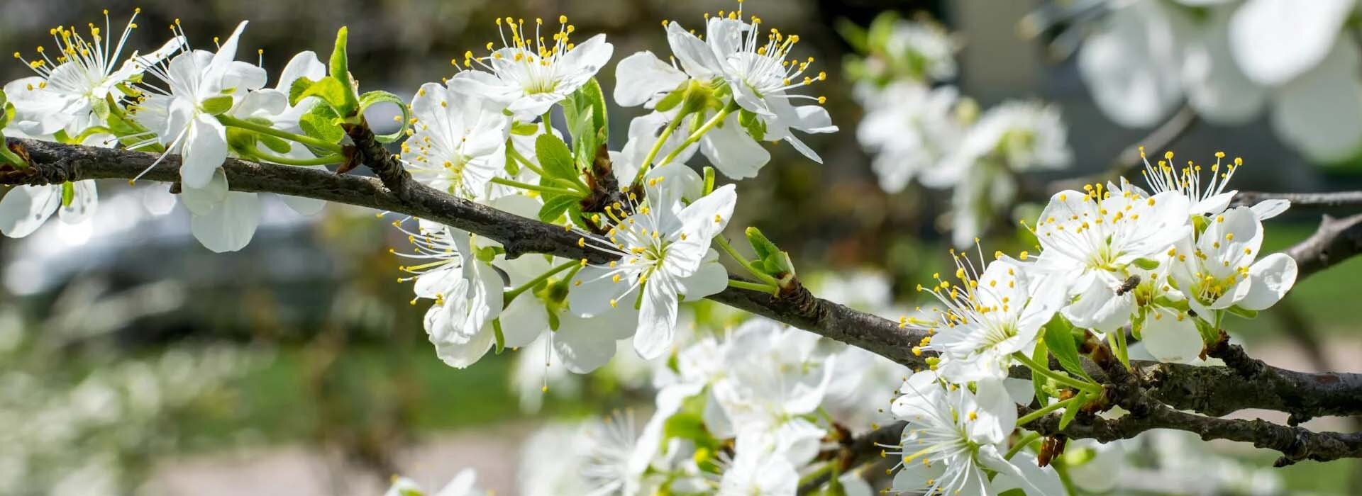 Gartenkalender Ratgeber