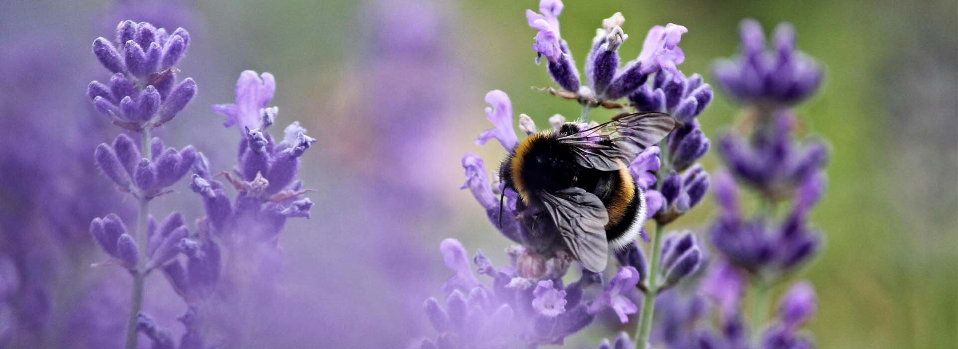 Insekten Ratgeber