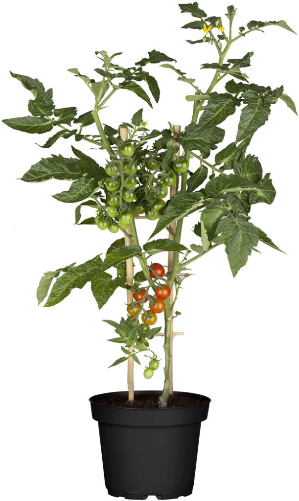 Tomate