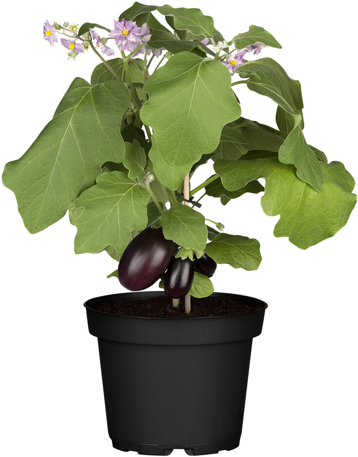 Aubergine