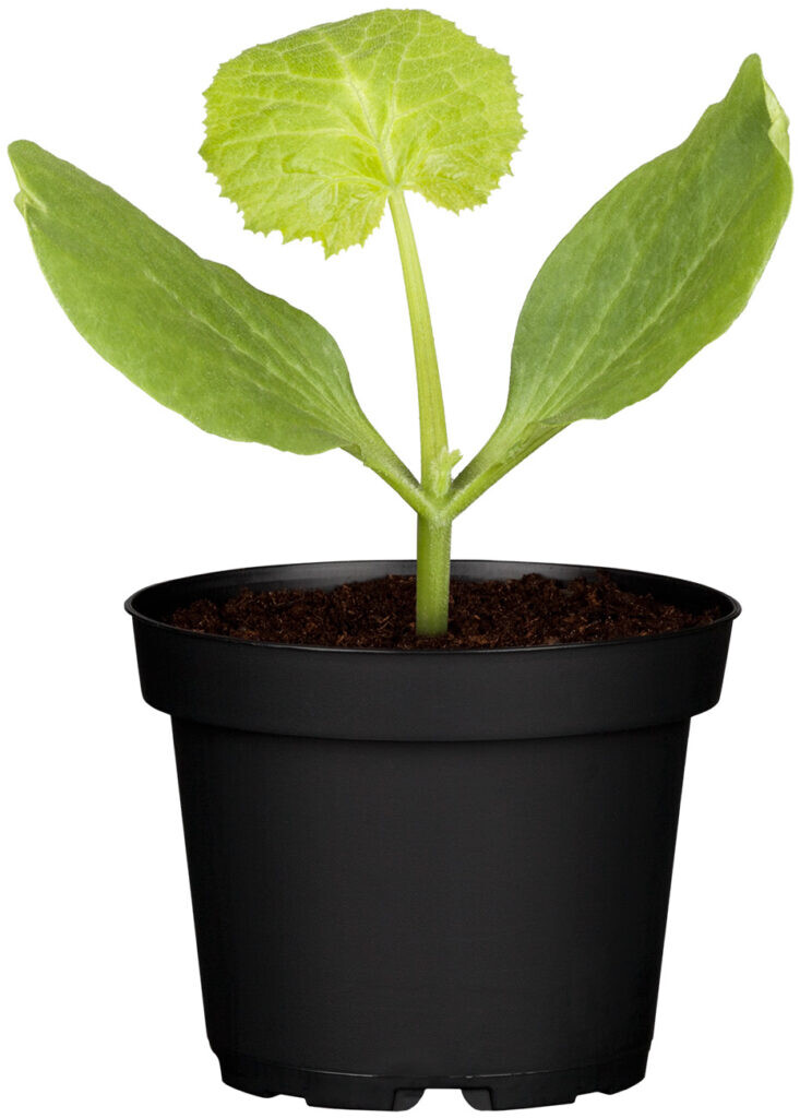 Zucchini