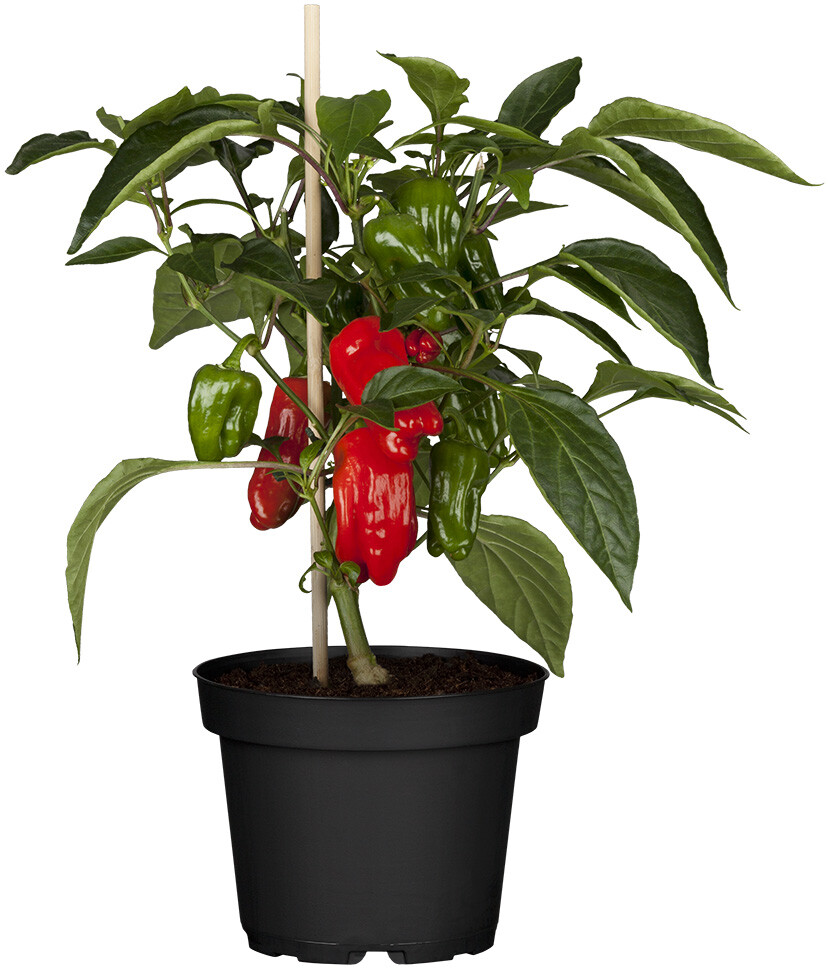 Paprika