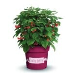 Lucky Berry 1