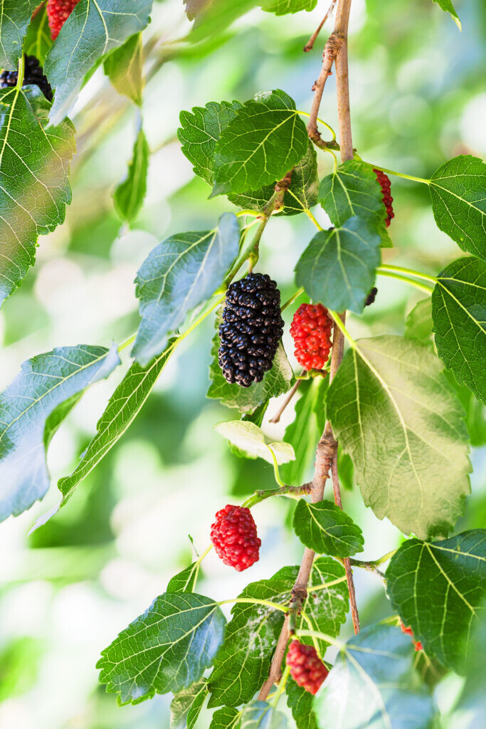 Beeren sind Superfood.