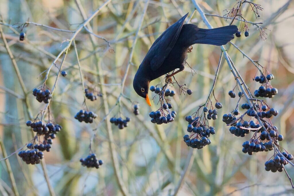 Maulbeeren (Morus)?